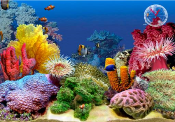 Webquest: Ocean aquarium | Recurso educativo 34601