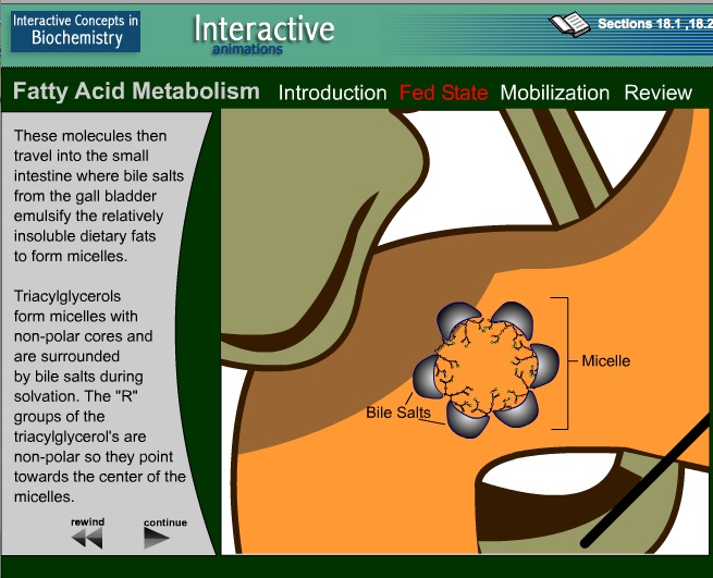 Video: Fatty Acid Metabolism | Recurso educativo 39919