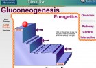Video: Gluconeogenesis | Recurso educativo 39920
