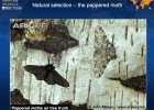 Natural selection, the peppered moth | Recurso educativo 40714