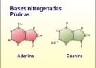 Los ácidos nucleicos | Recurso educativo 42007