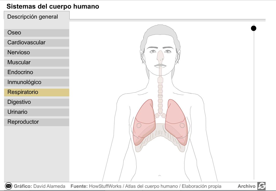 Sistemas del cuerpo humano | Recurso educativo 43386