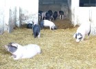 Cerdos ecológicos | Recurso educativo 43778