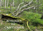 Bosques de Cantabria | Recurso educativo 44381