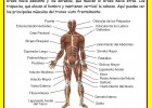 El sistema muscular | Recurso educativo 46682