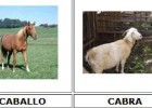 Animales de granja | Recurso educativo 47557