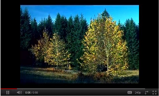 Temperate Forests | Recurso educativo 47687