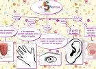 Los cinco sentidos | Recurso educativo 50130