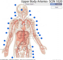 Upper body arteries | Recurso educativo 60366