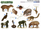 Rainforest  animals | Recurso educativo 60370