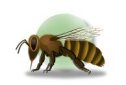 Las abejas | Recurso educativo 60975
