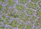 Los cloroplastos | Recurso educativo 61695
