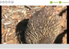 Video: Darwin's finches | Recurso educativo 15073