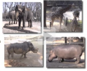 El elefante y otros grandes animales | Recurso educativo 16884
