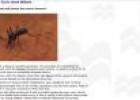 Facts about Malaria | Recurso educativo 1703