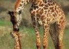 Fotografia: imatge d'unes girafes | Recurso educativo 20215