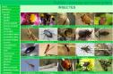 Insectes del nostre entorn | Recurso educativo 25384