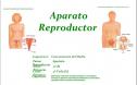 El aparato reproductor | Recurso educativo 32412