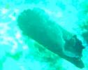 Liebre de mar negra (Aplysia fasciata) | Recurso educativo 3469
