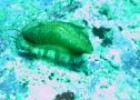Oreja de mar (Haliotis tuberculata) | Recurso educativo 3490