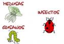 Animales invertebrados | Recurso educativo 8684