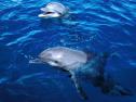 Fotografía: imagen de unos delfines | Recurso educativo 9753