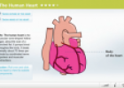 The human heart | Recurso educativo 64146