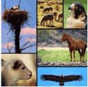 La clasificación de los animales | Recurso educativo 66320