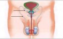 Anatomía del aparato reproductor masculino | Recurso educativo 69998
