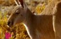 El Maravilloso Mundo de los Animales: Los Canguros | Recurso educativo 70839