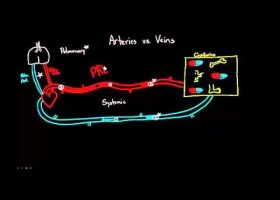 Arteries vs. Veins - What's the difference? | Recurso educativo 113813