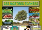 Les nostres plantes | Recurso educativo 676030