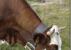 Fun Cow Facts for Kids - Interesting Information about Cattle | Recurso educativo 677793