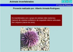 Animais invertebrados | Recurso educativo 686591