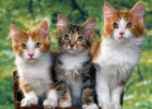 Imagen de tres gatitos | Recurso educativo 730138