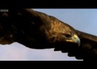 Eagle vs Hare - Predators - BBC | Recurso educativo 734963