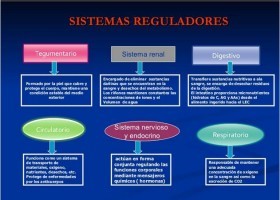 Homeostasis y medio interno. | Recurso educativo 735859