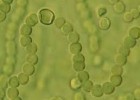 Les algues | Recurso educativo 740506