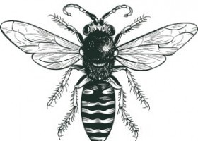 Les abelles | Recurso educativo 740798