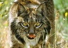 Iberian lynx | Recurso educativo 741952