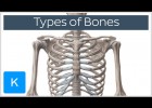 Types of Bones in the Human Skeleton | Recurso educativo 742294