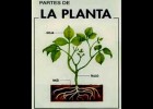 Les plantes i les seves parts. | Recurso educativo 743372