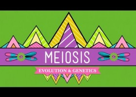 Meiosis: Where the Sex Starts - Crash Course Biology #13 | Recurso educativo 745475