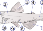 Pisces - Wikipedia, la enciclopedia libre | Recurso educativo 747948