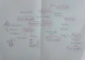 Respiratory Sistem.jp.jpg | Recurso educativo 748833