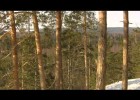 Wild Taiga forest - Finland | Recurso educativo 753786