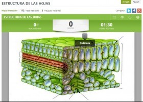 Estructura de les fulles | Recurso educativo 754722