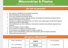 Diferencias entre mitocondrias y plastos | Recurso educativo 755622