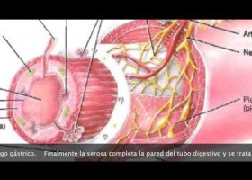 Anatomia funcional de l'aparell digestiu | Recurso educativo 762631
