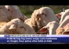 Aragón pierde ovejas | Recurso educativo 764169